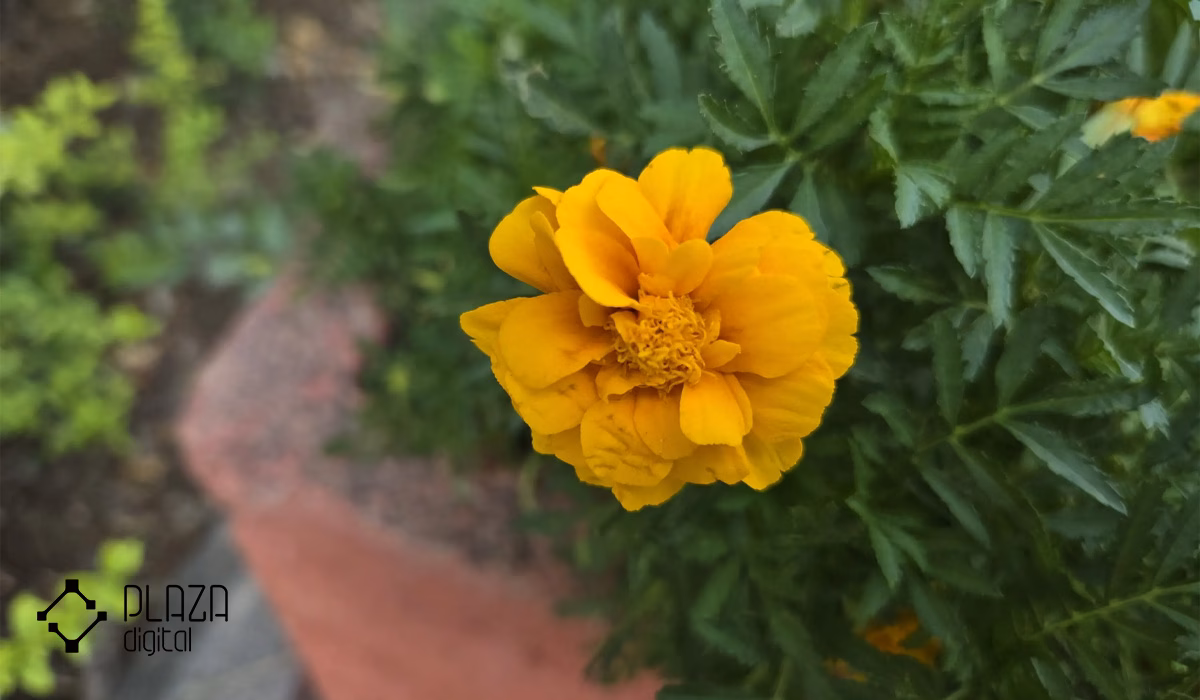 بررسی گوشی زد فلیپ ۶ 22 4 2